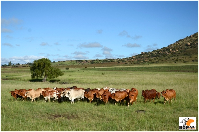 Breeding herd at Vastrap Boran