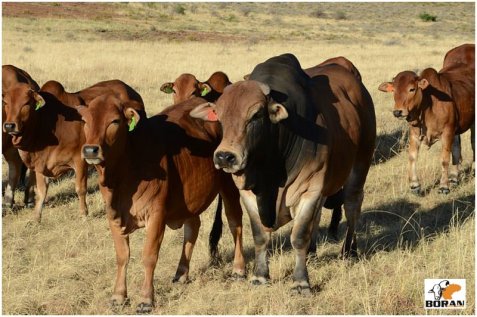 Young bull Zambucca VST 11-01 (Khan x Zelma) with heifers