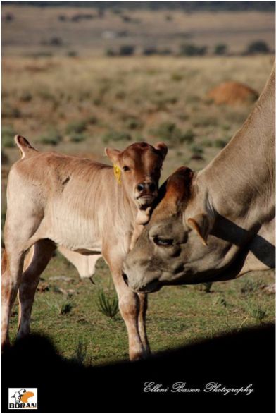 Adelson Boran mother & calf